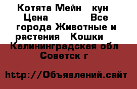 Котята Мейн - кун › Цена ­ 19 000 - Все города Животные и растения » Кошки   . Калининградская обл.,Советск г.